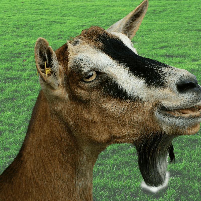 Gökçeada’da Yıldızların Altında, Keçilerin Gözlerinde&nbsp;Kaybolmak