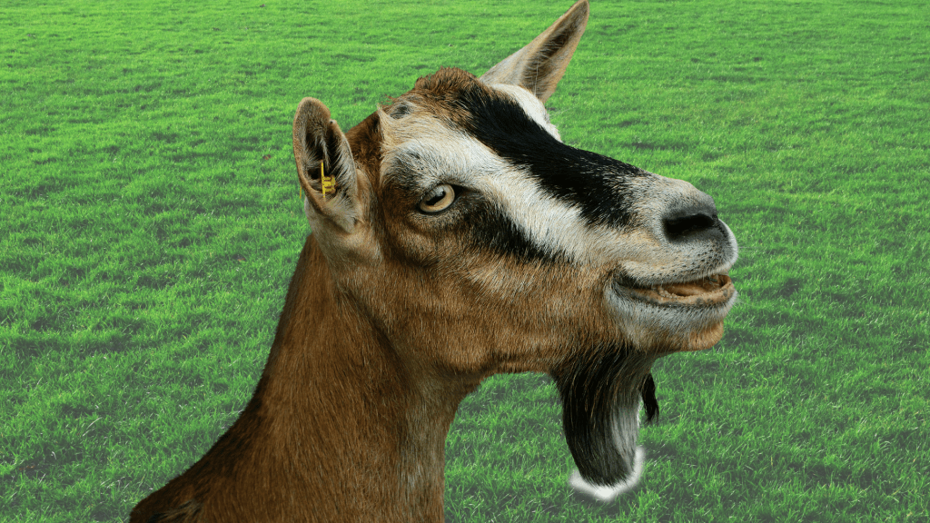 Gökçeada’da Yıldızların Altında, Keçilerin Gözlerinde&nbsp;Kaybolmak