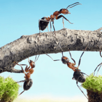 Milyarlarca Yıllık Ok: Canlılık ve Düzenin Hikayesi 